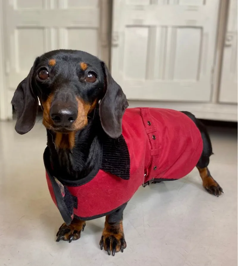 Earthbound Premium Wax Dog Coat in Red